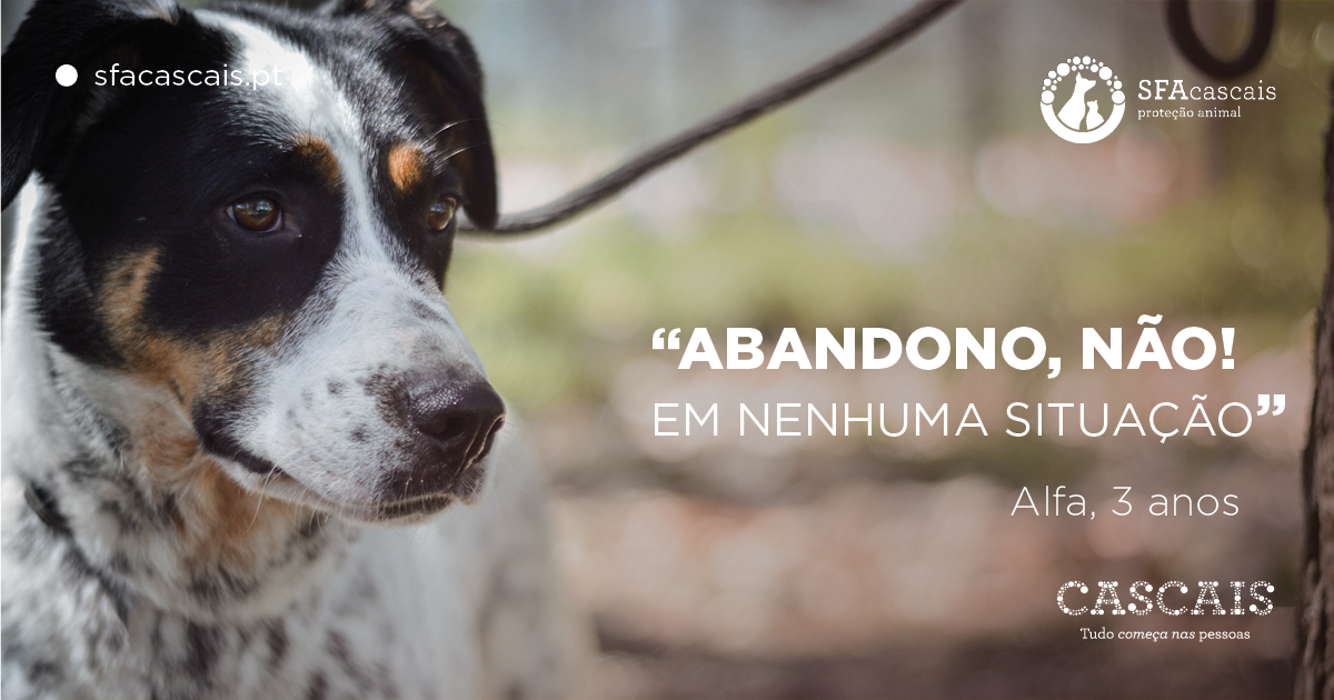 Município de Cascais apela ao não abandono de animais de estimação